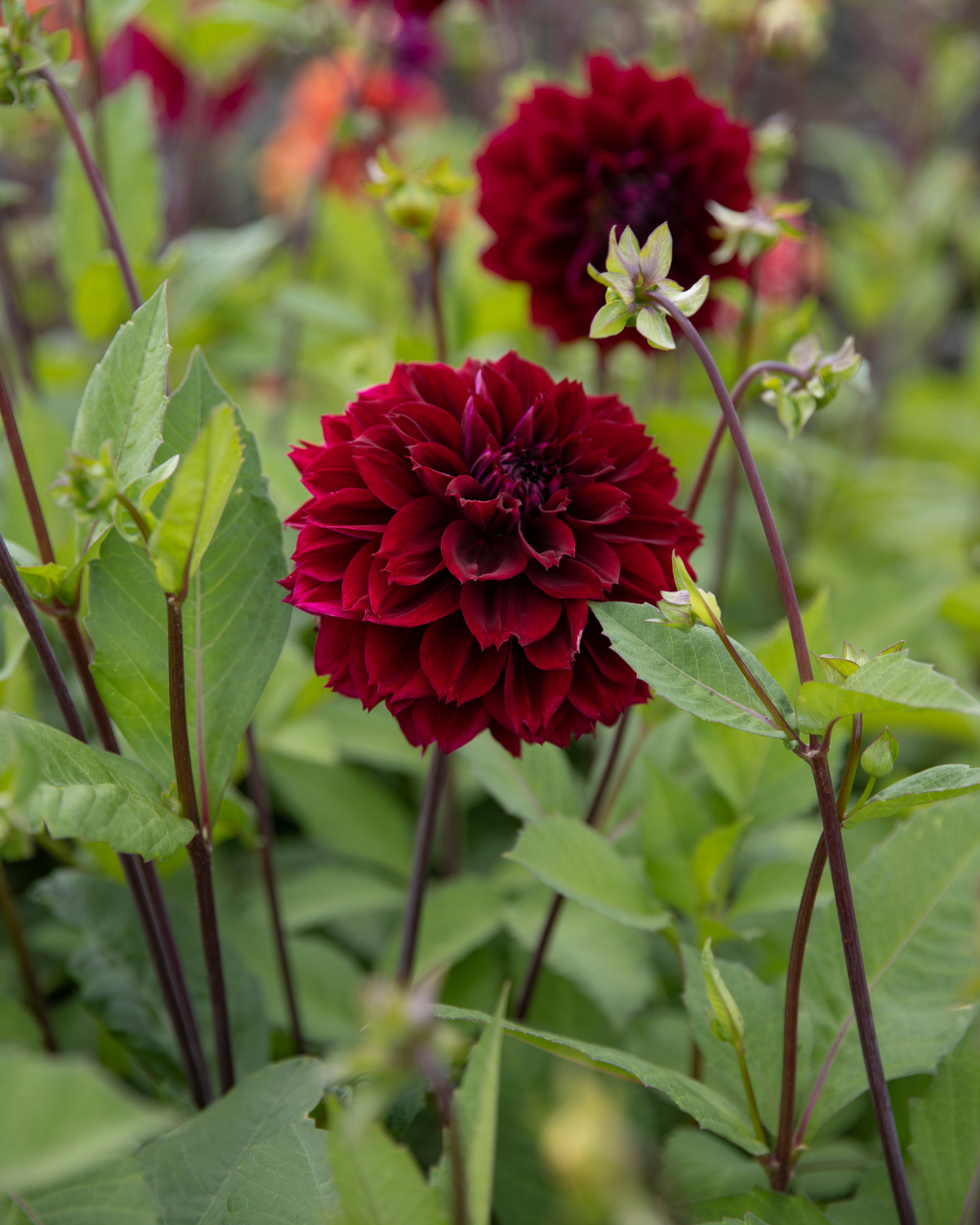 Dahlia Dark Fubuki, een van de tien soorten in dahliapakket Kampvuur