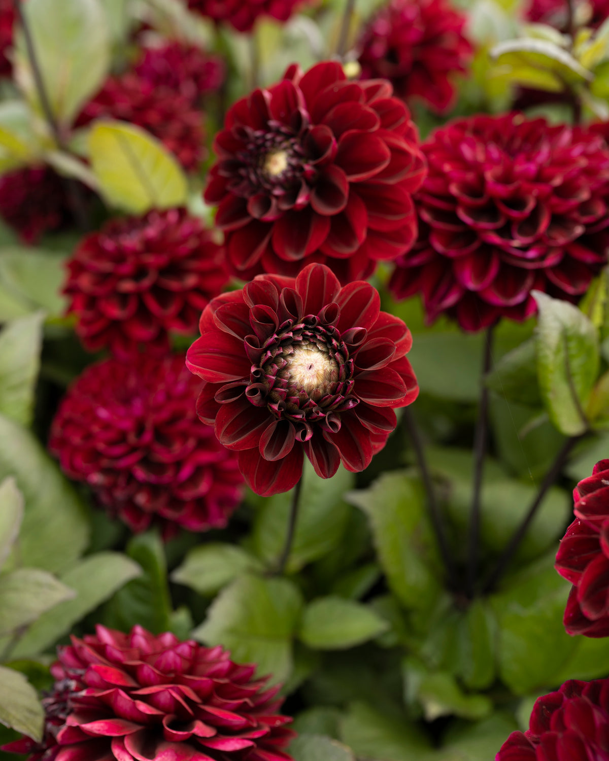 Dahlia Dark Red Wave in bloei (donkerrood)