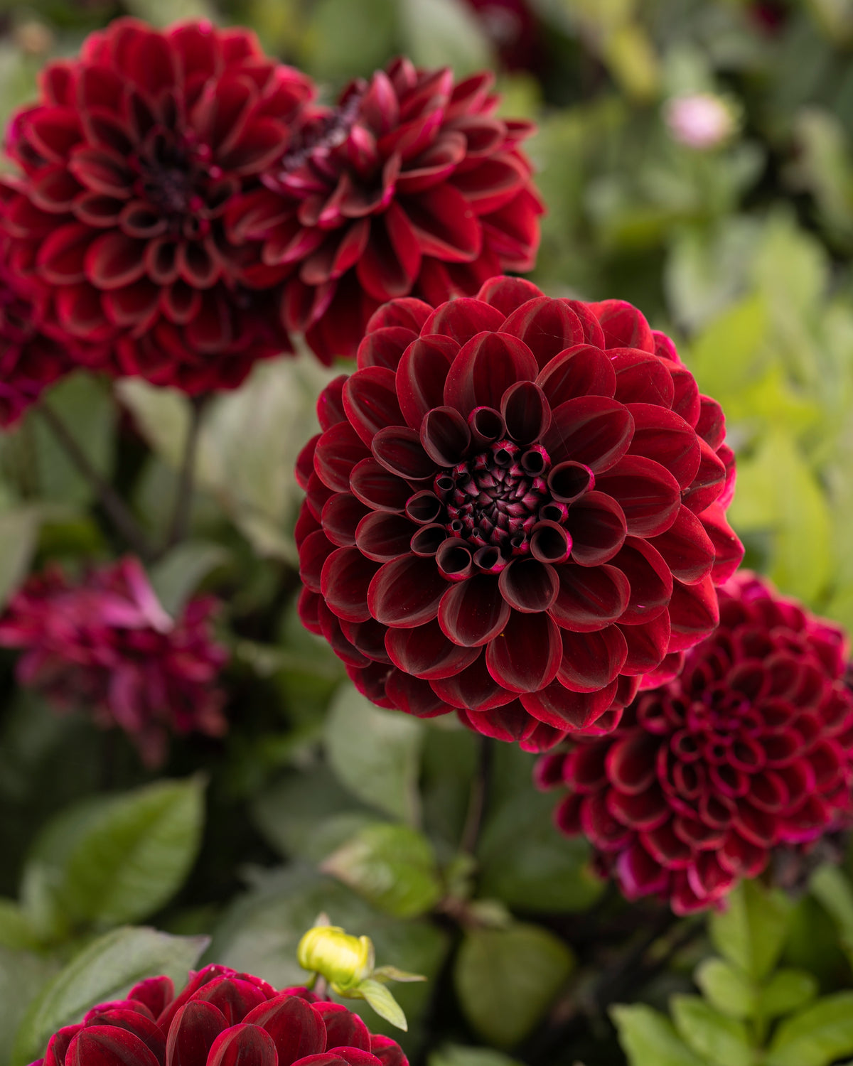 Dahlia Dark Red Wave, een van de tien soorten in dahliapakket Kampvuur
