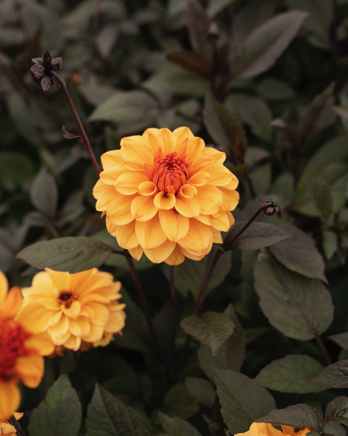 Dahlia David Howard in bloei (oranje, donker blad)