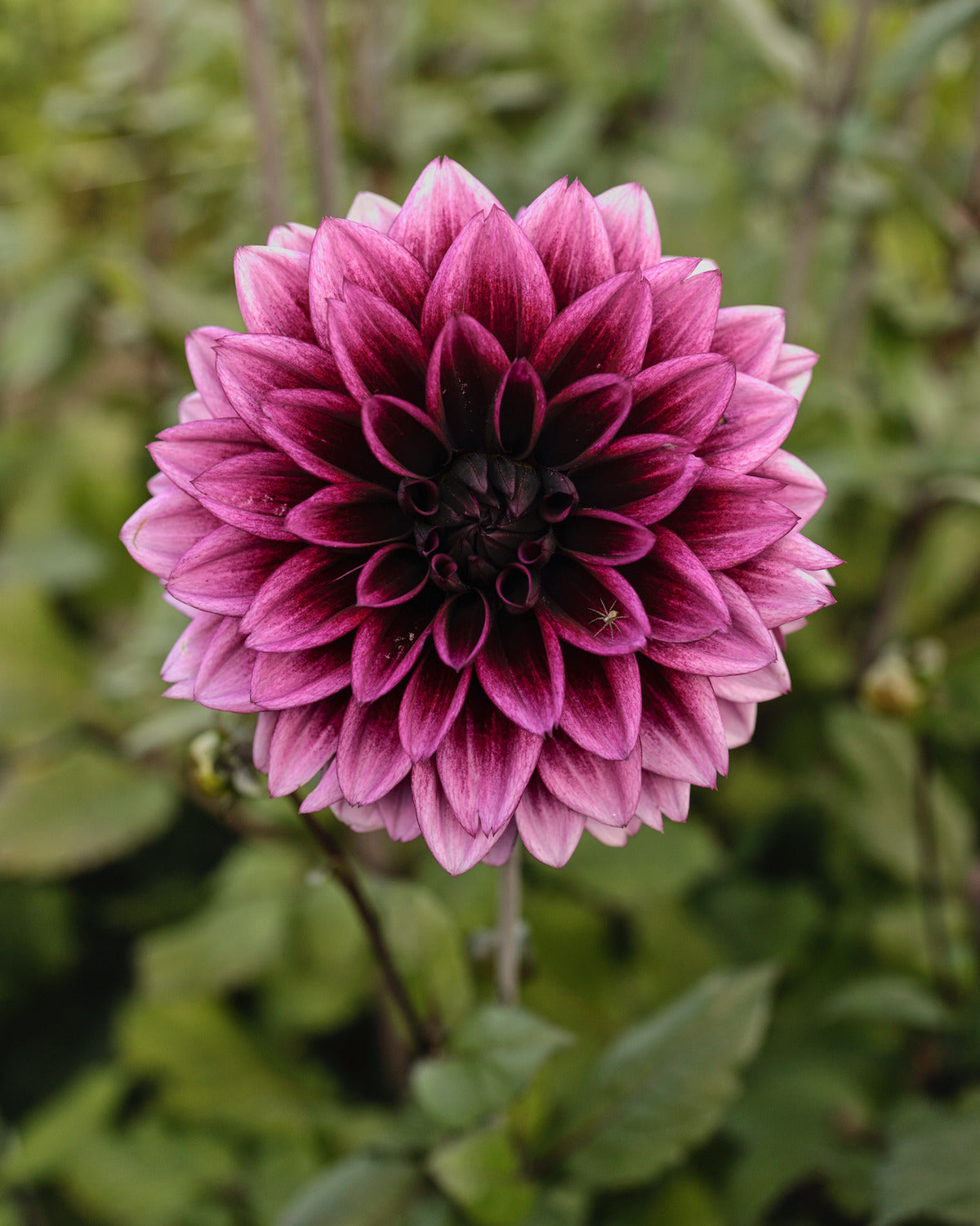 Dahlia Davina Michelle in bloei (felpaars met witte punten, donker hart)