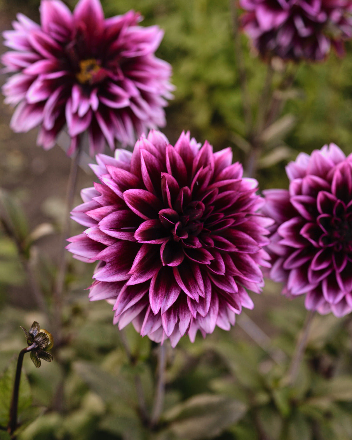 Biologische dahlia Davina Michelle van De Groene Makers (felpaars met witte punten, donker hart)