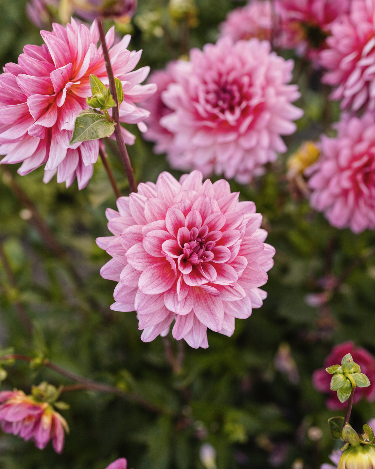 Dahlia Dutch Silence, een van de tien soorten in dahliapakket Roze Wolk