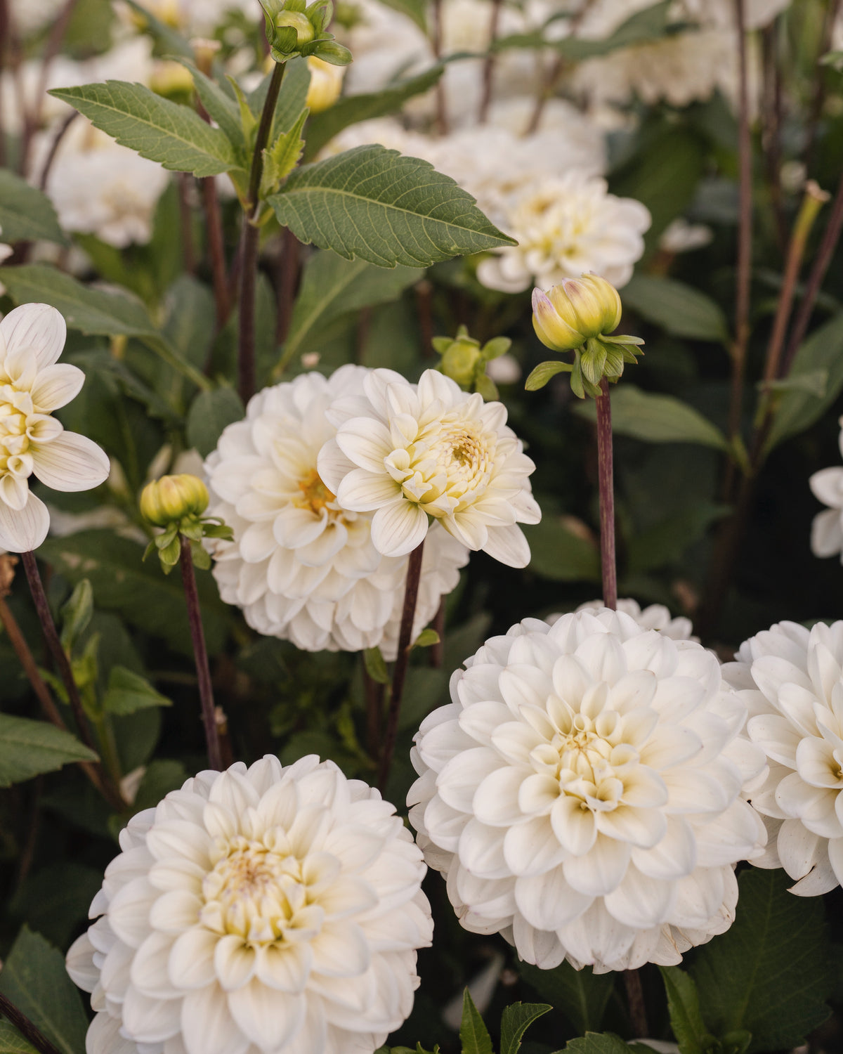 Dahlia Free Thought in bloei (wit)