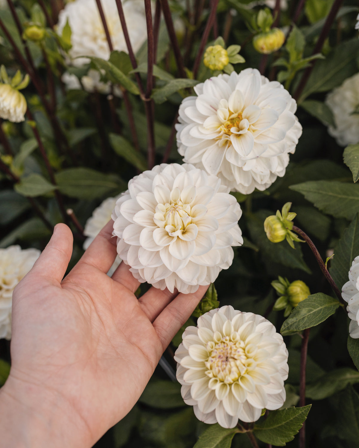 Dahlia Free Thought, een van de vijf soorten in dahliapakket Maanlicht