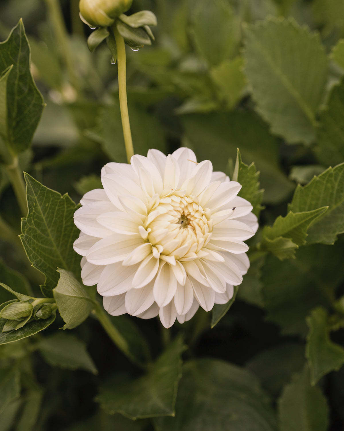 Dahlia Frosted in bloei (wit)
