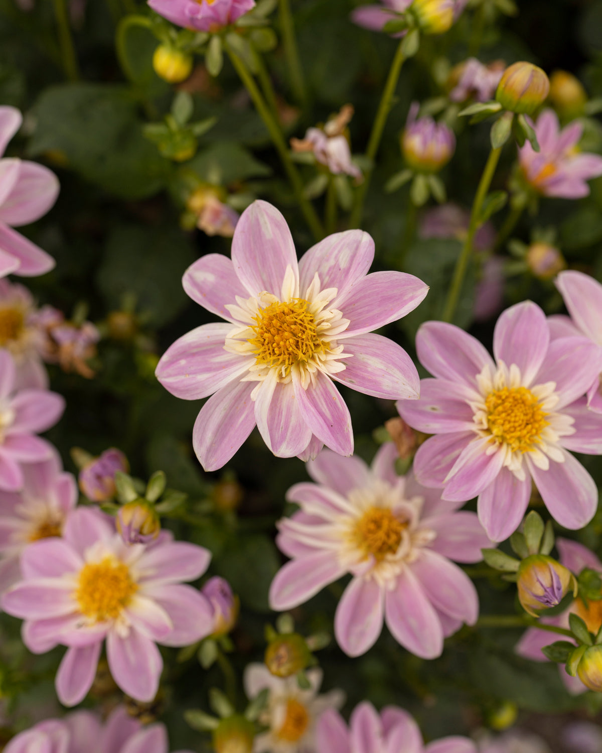 Dahlia Impression Famoso in bloei (lila met wit hart)