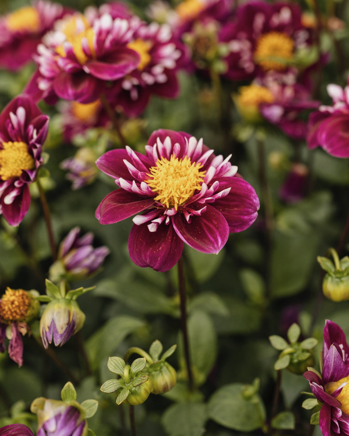 Dahlia Impression Fantastico in bloei (purper met wit hart)