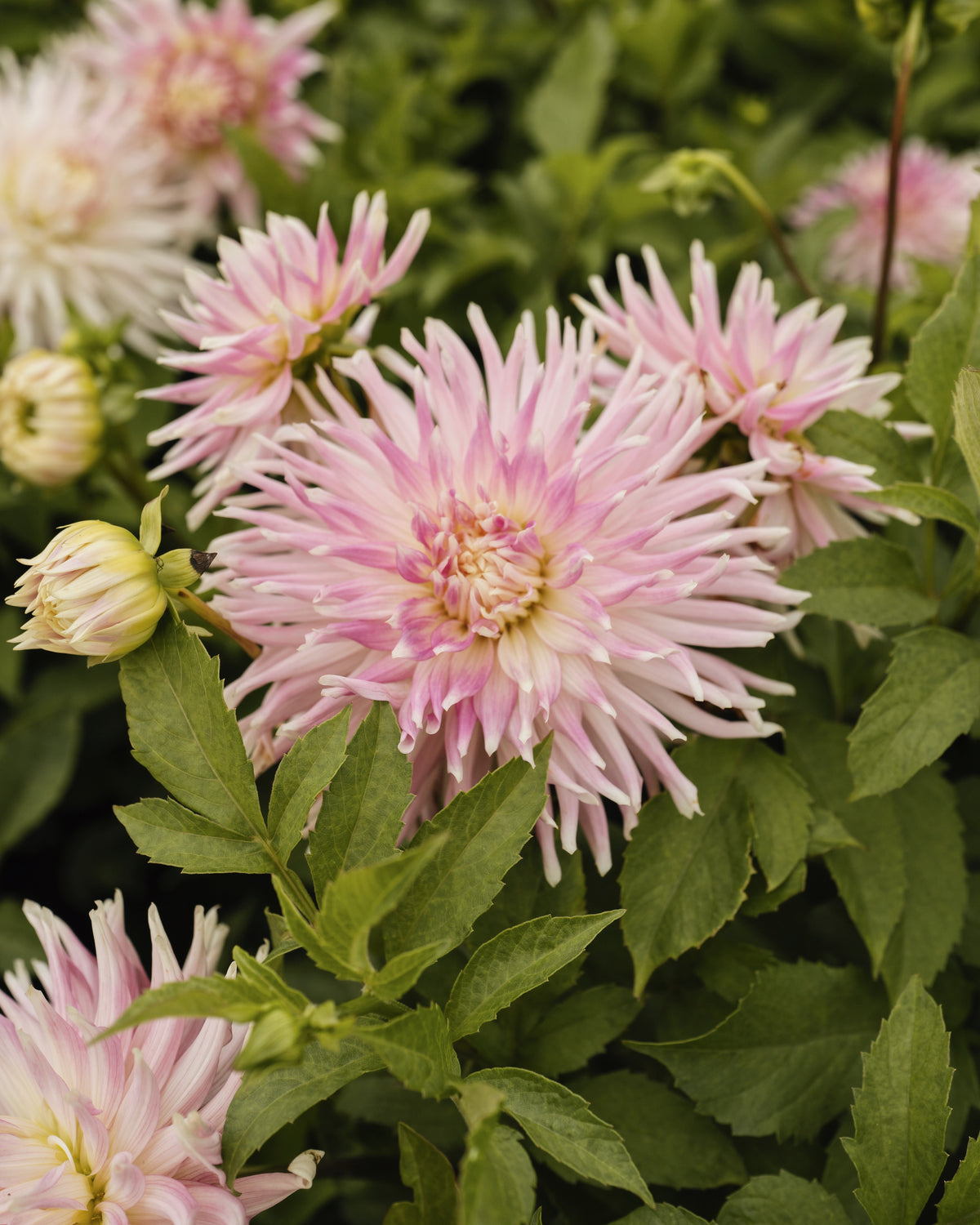Dahlia Kiev in bloei (wit met zachte lila gloed)