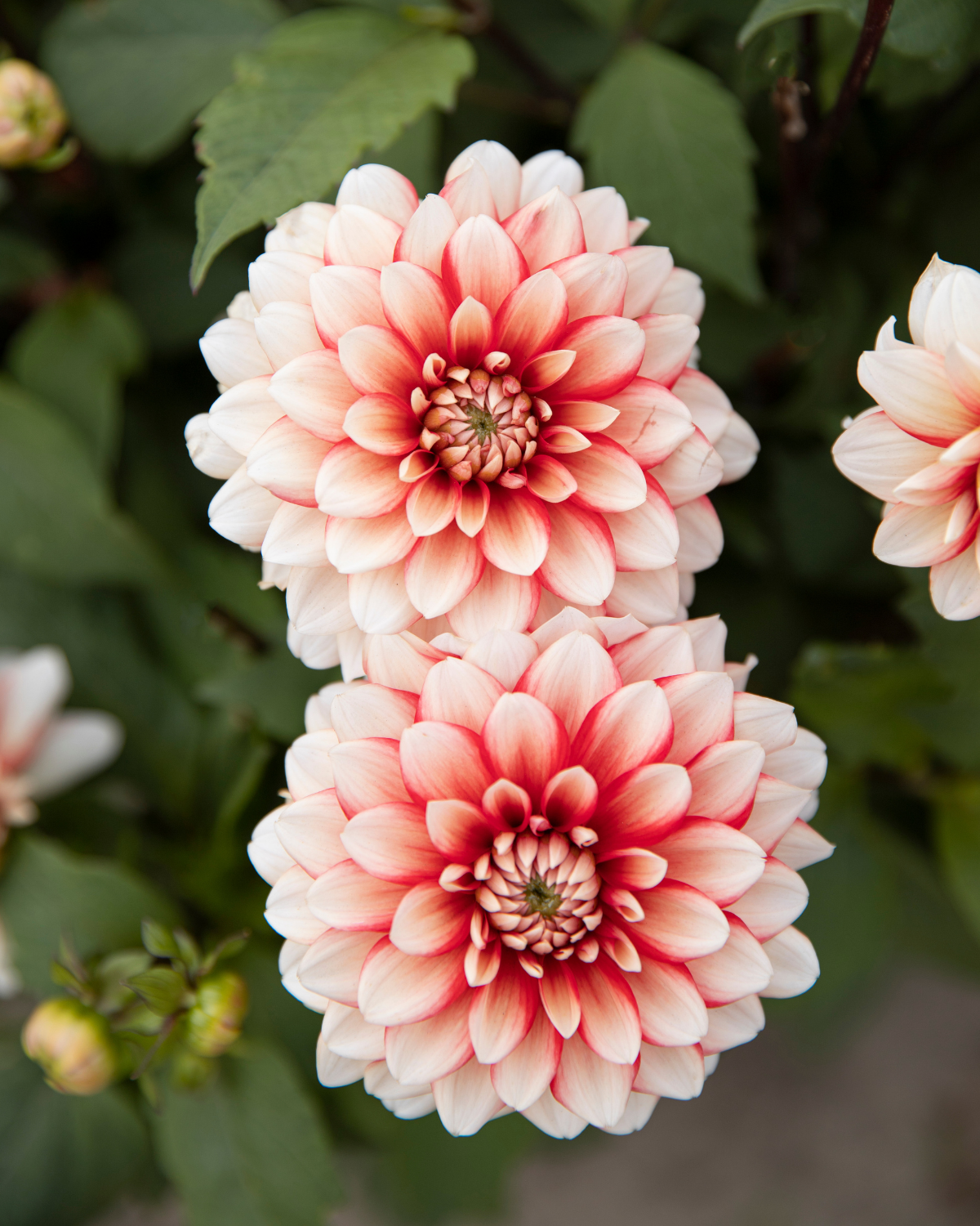 Dahlia Larry’s Love in bloei (rood met witte toppen)