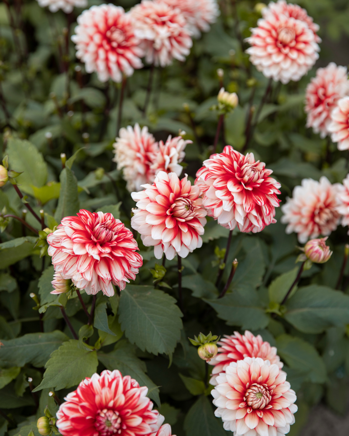 Biologische dahlia Larry’s Love van De Groene Makers (rood met witte toppen)