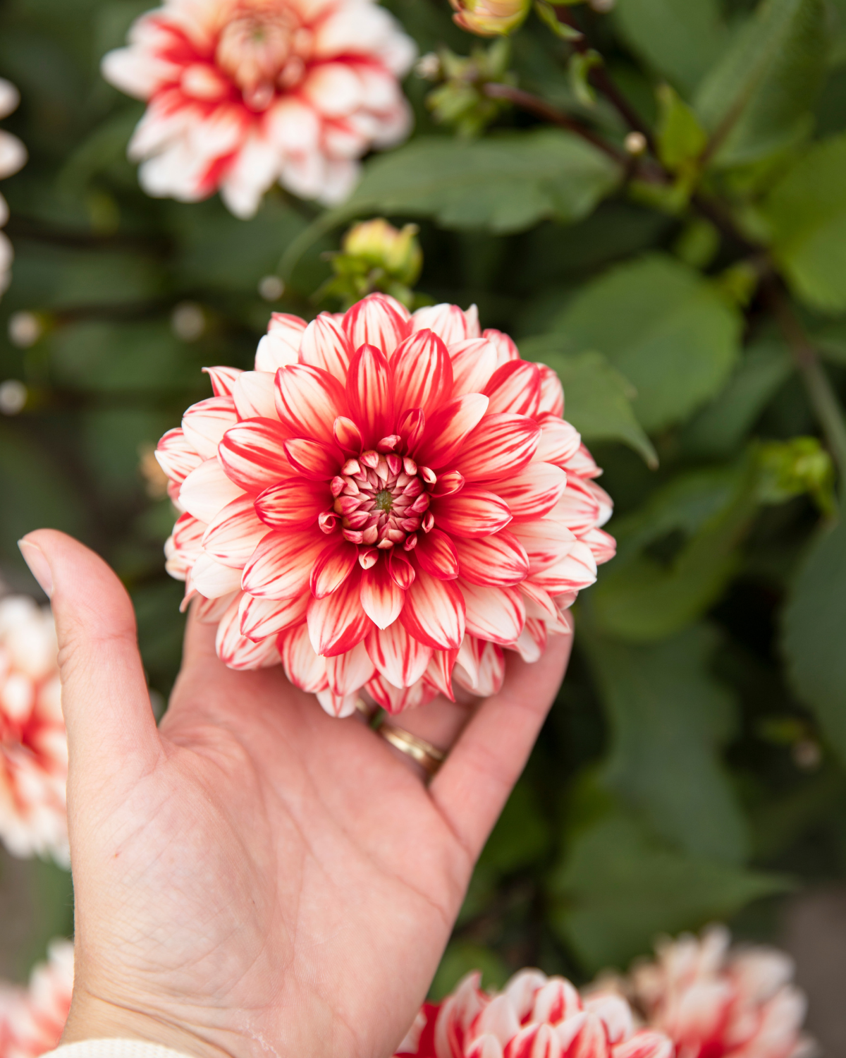 Bloem van dahlia Larry’s Love (rood met witte toppen)