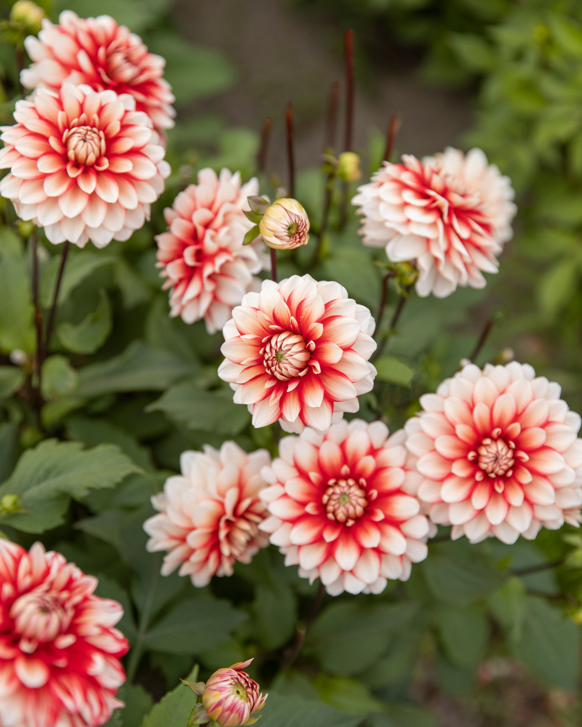Bloeiende dahlia Larry’s Love, biologisch geteeld (rood met witte toppen)