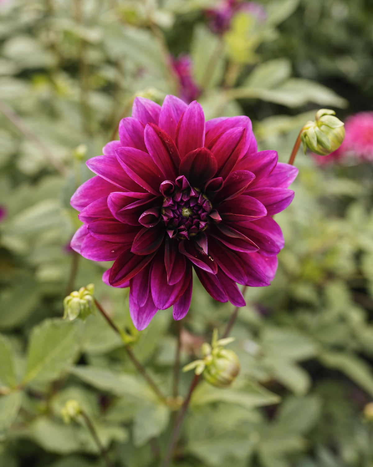 Dahlia Le Baron in bloei (purper)