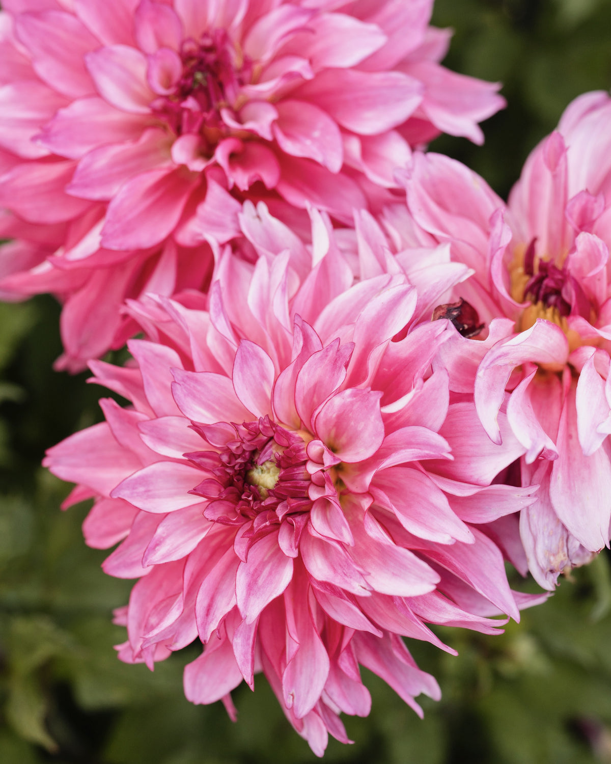 Dahlia Liz Baaij in bloei (lilaroze, geel hart)