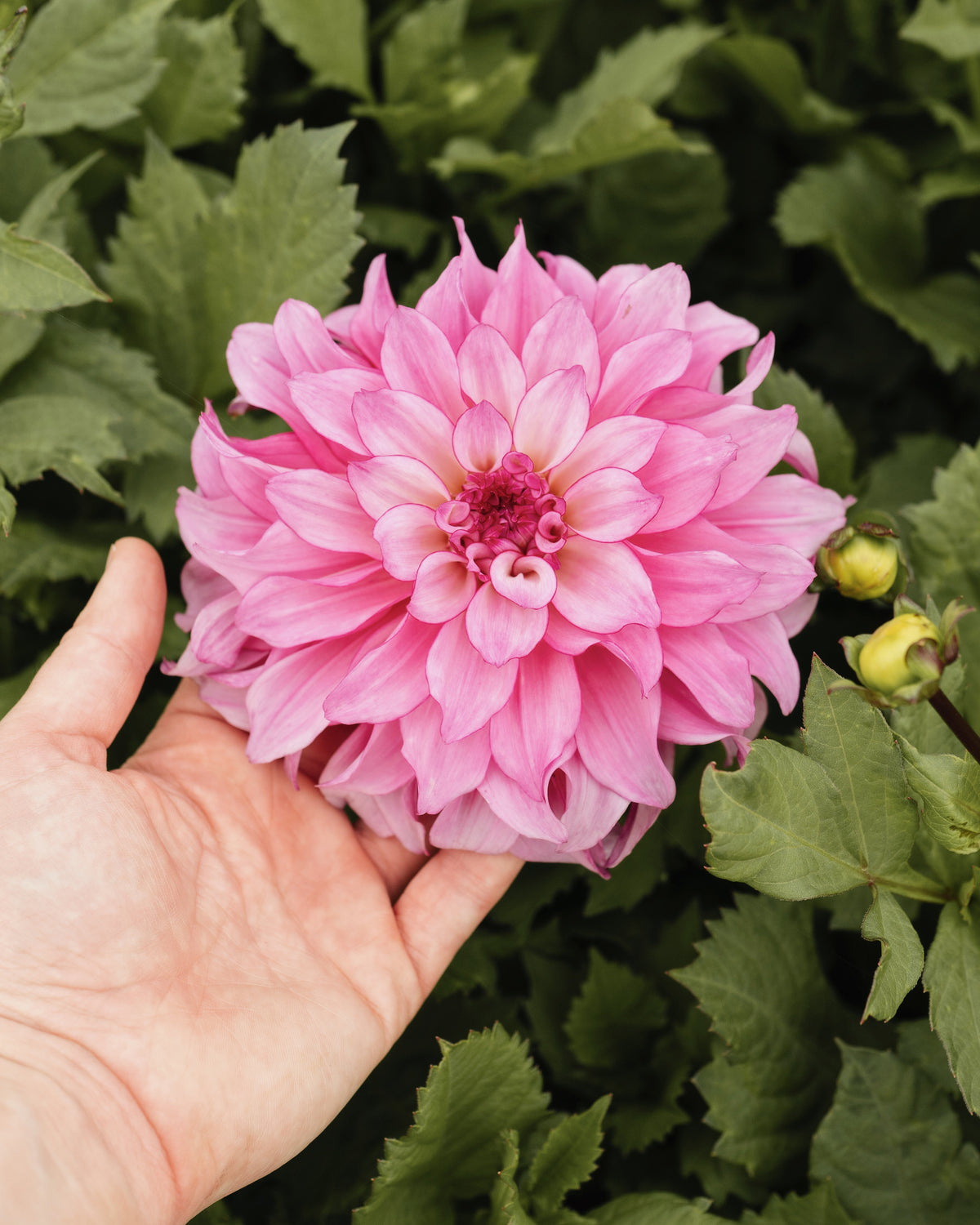 Biologische dahlia Liz Baaij van De Groene Makers (lilaroze, geel hart)