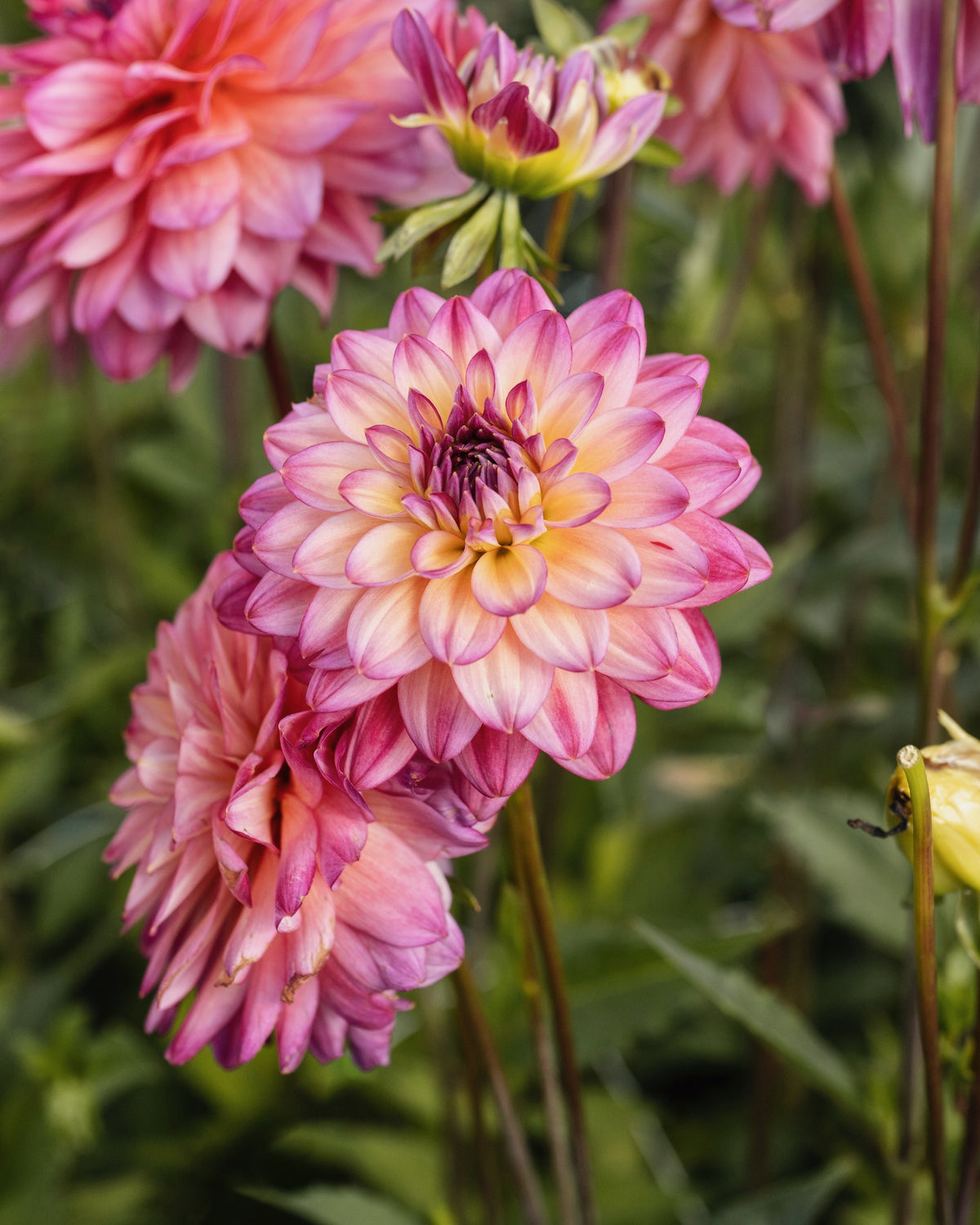 Dahlia Loe in bloei (geel hart, lila toppen)