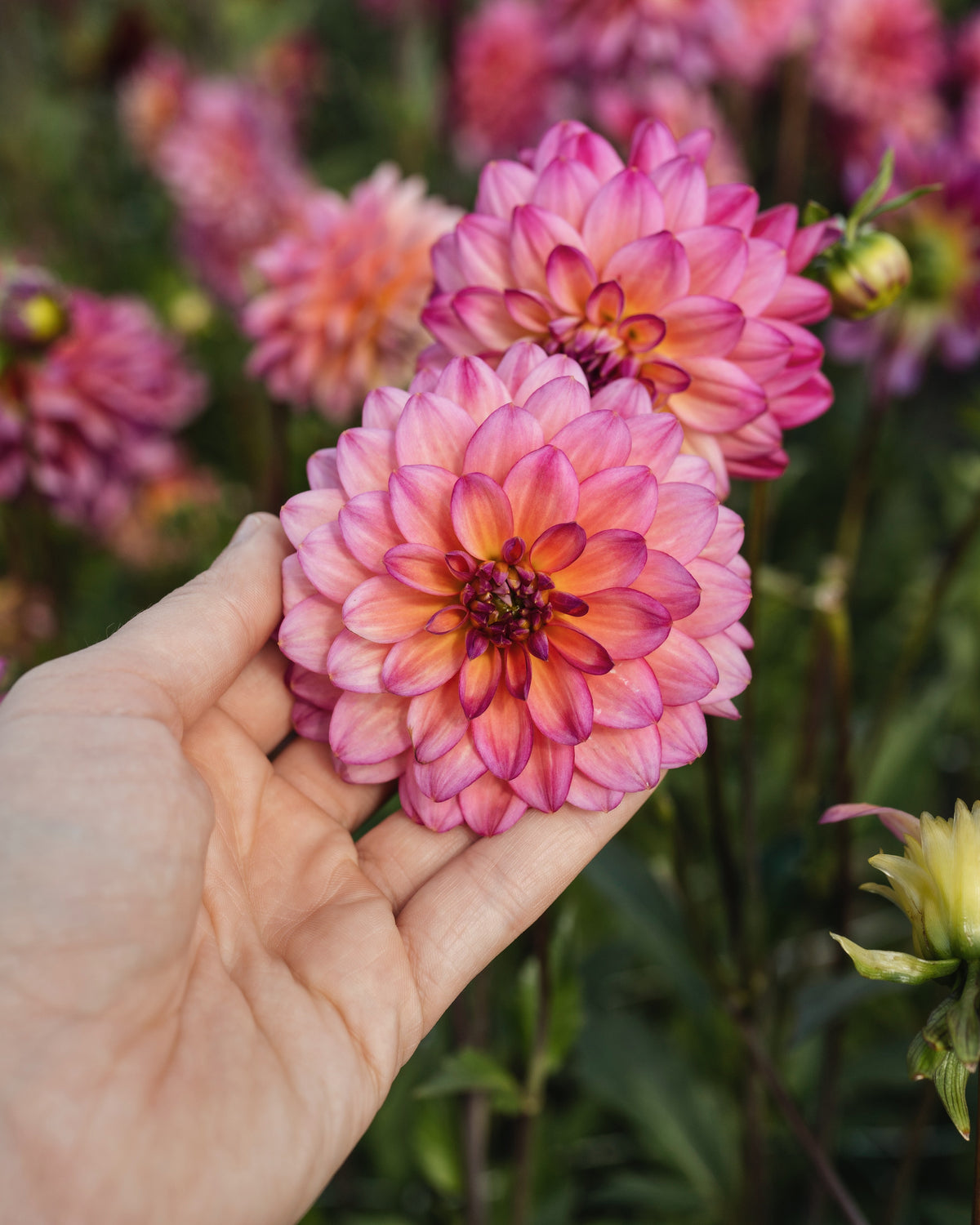 Biologische dahlia Loe van De Groene Makers (geel hart, lila toppen)
