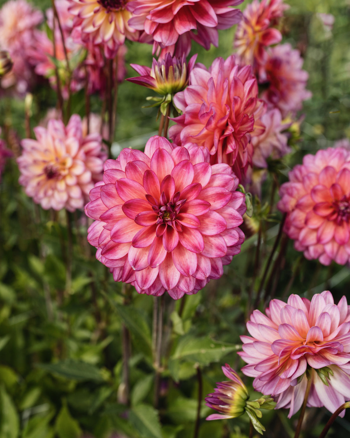 Bloeiende dahlia Loe, biologisch geteeld (geel hart, lila toppen)