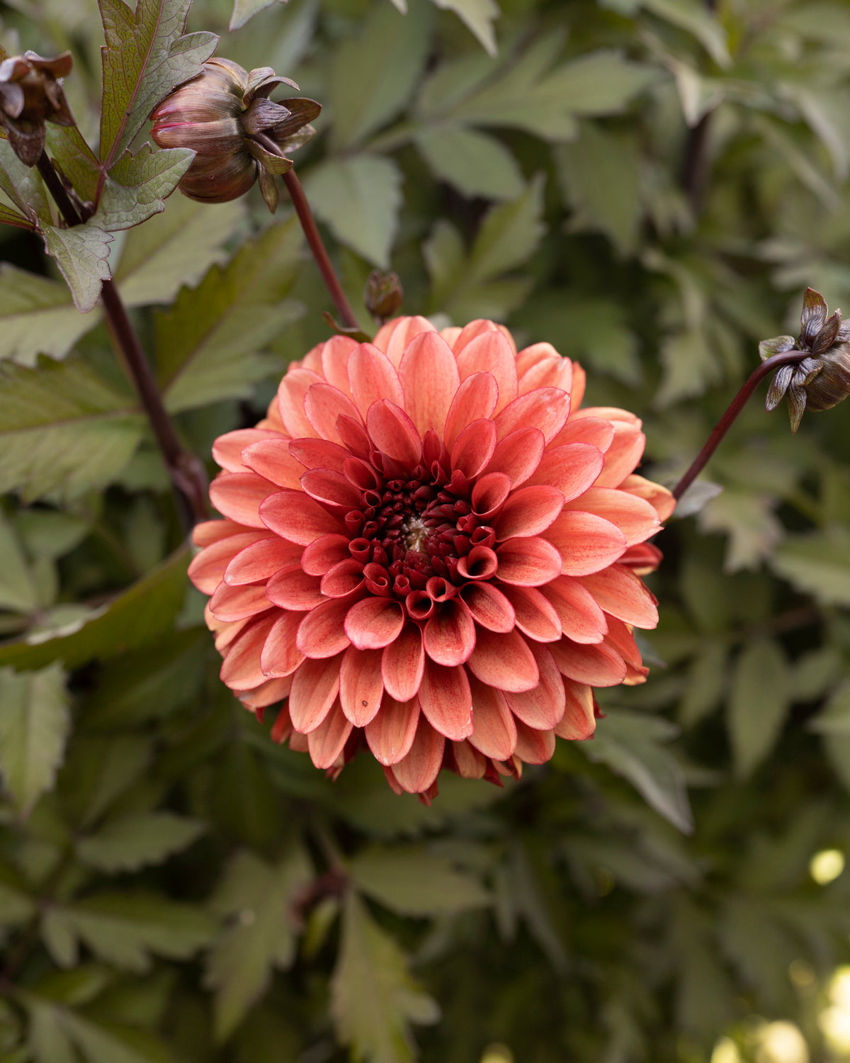Dahlia Maria Strella in bloei (oranje, lichte tint)