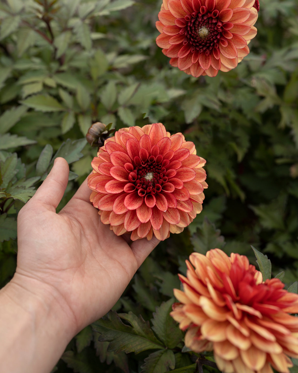 Biologische dahlia Maria Strella van De Groene Makers (oranje, lichte tint)