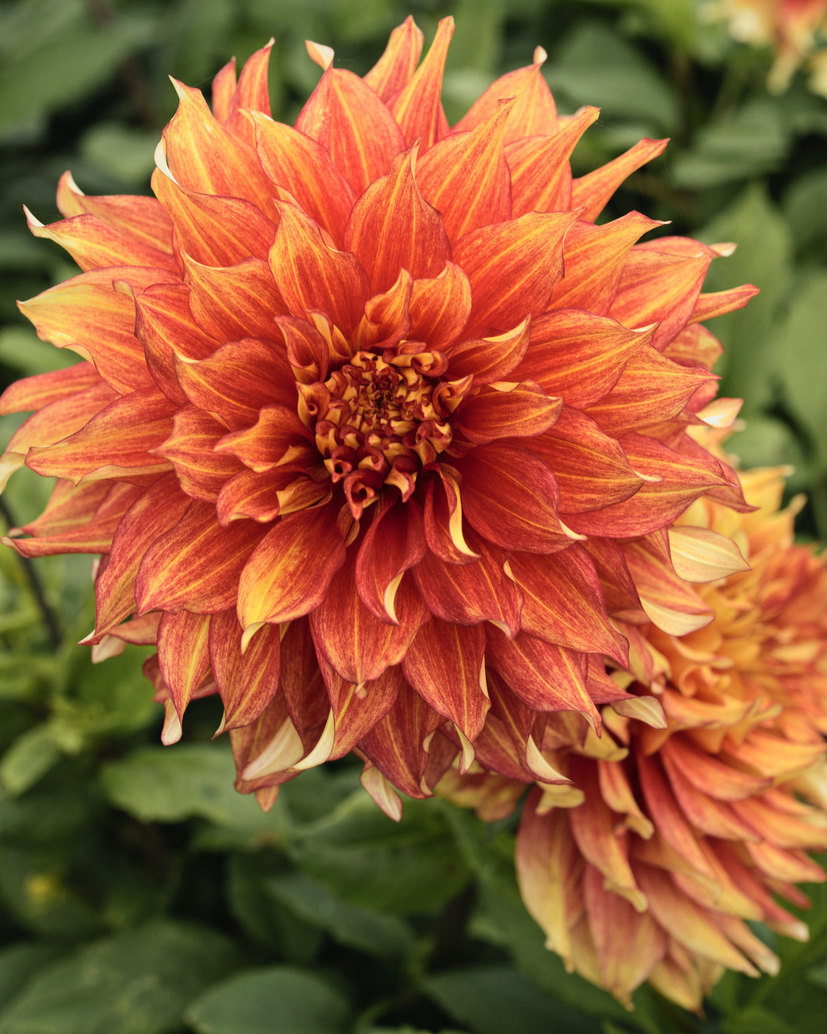 Dahlia Maximus in bloei (geel met oranje gloed)