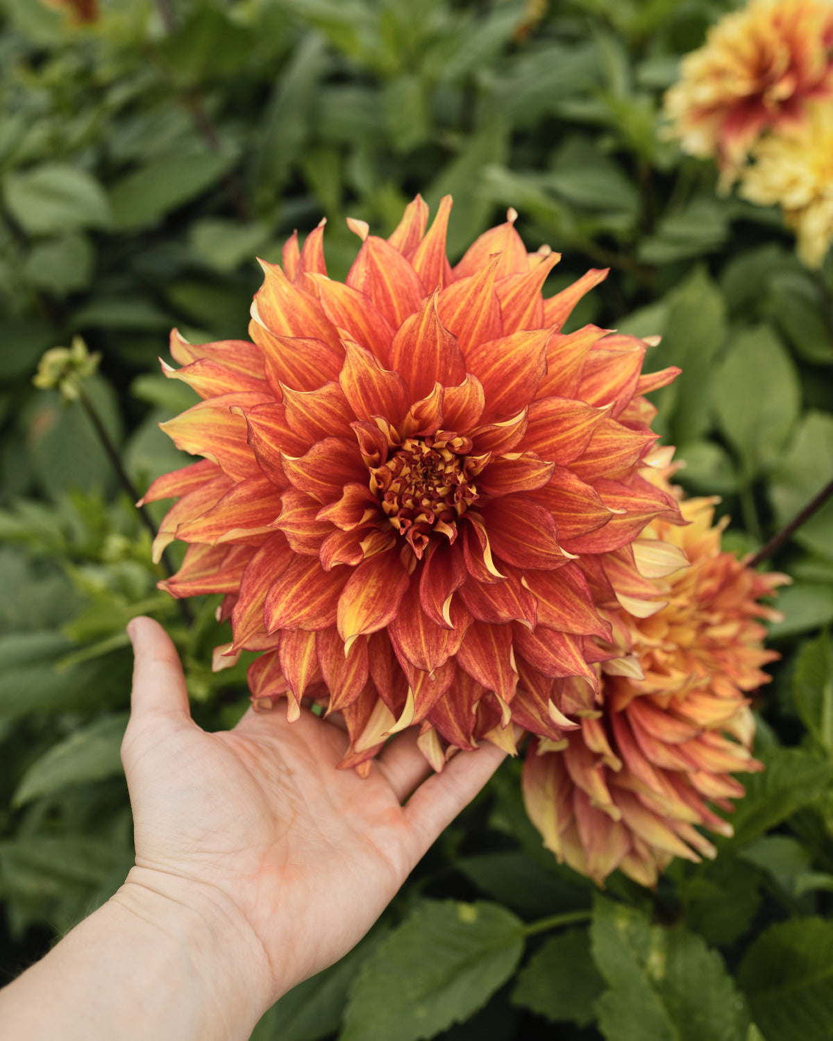 Biologische dahlia Maximus van De Groene Makers (geel met oranje gloed)