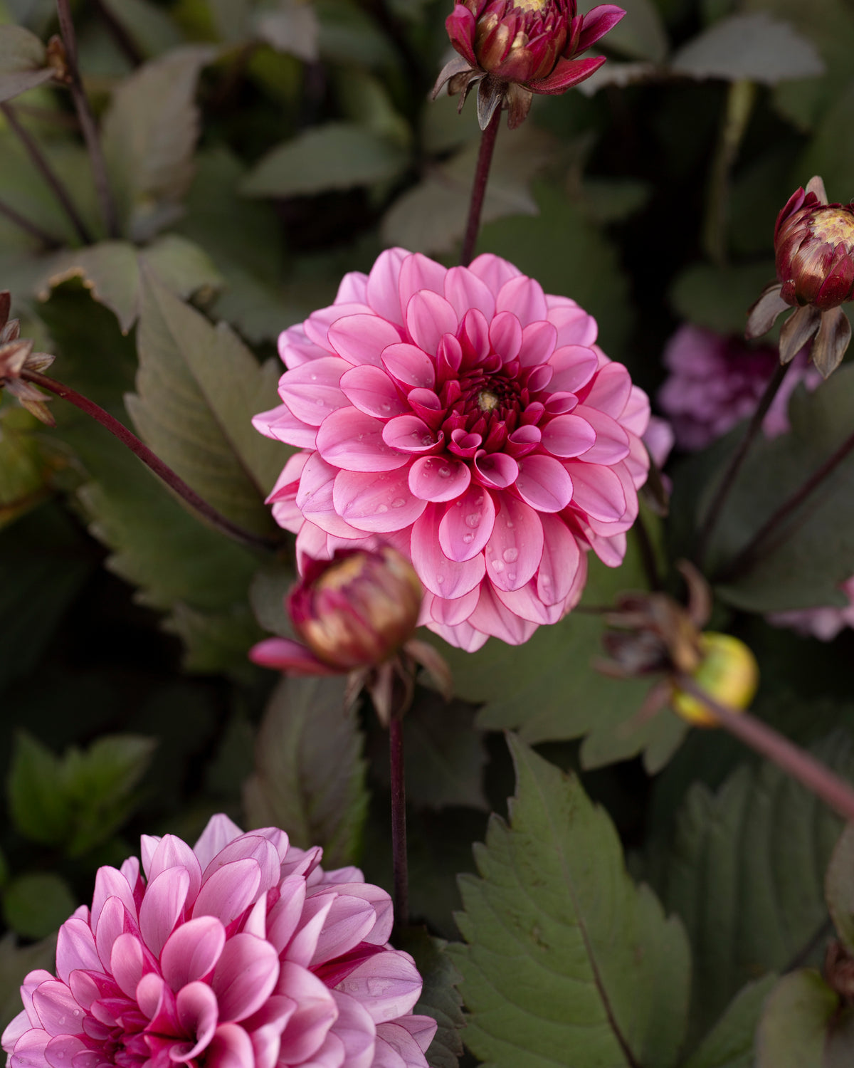 Dahlia Melissa Anna Marijke in bloei (lilapaars, donker blad)