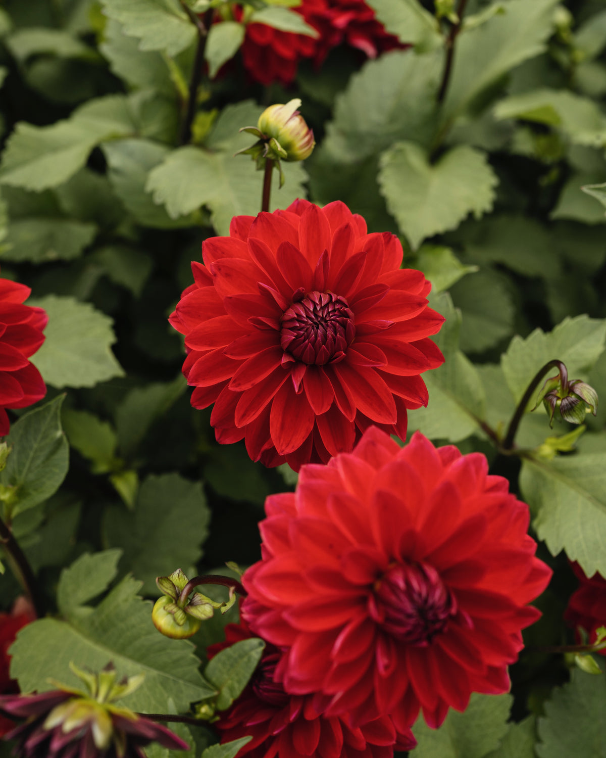 Dahlia Menorca in bloei (purperrood)