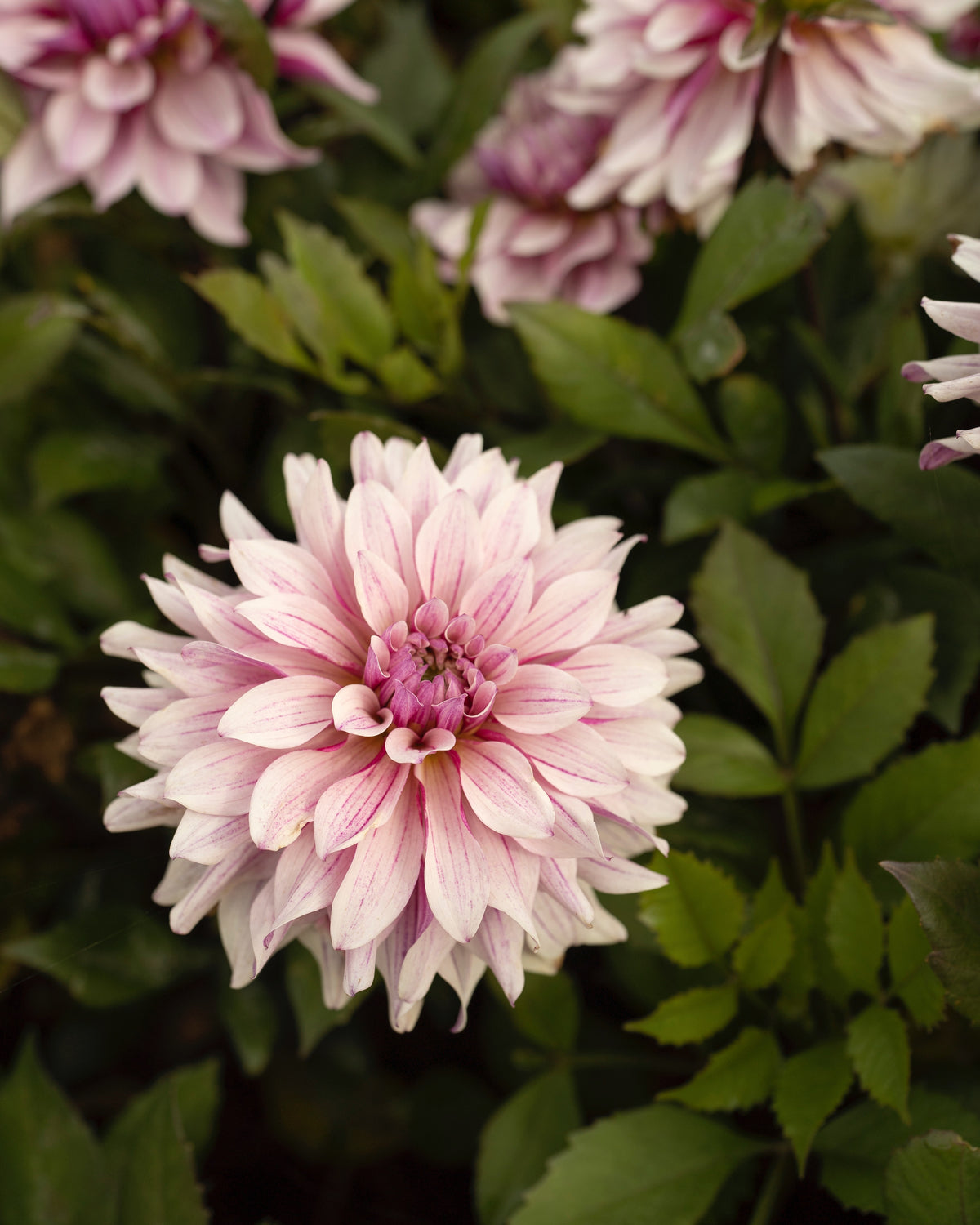 Dahlia Miya in bloei (roze met paarse strepen)