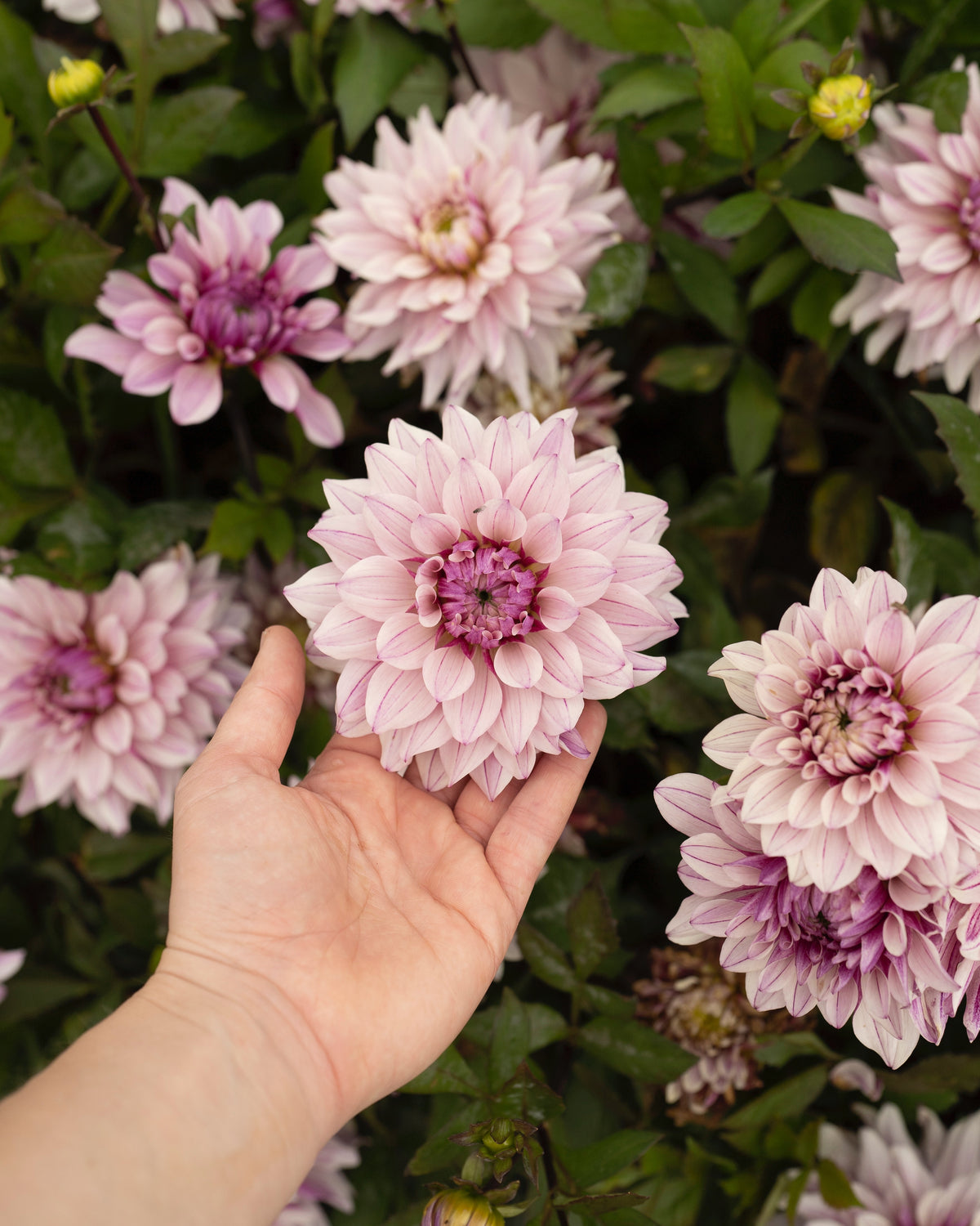 Biologische dahlia Miya van De Groene Makers (roze met paarse strepen)