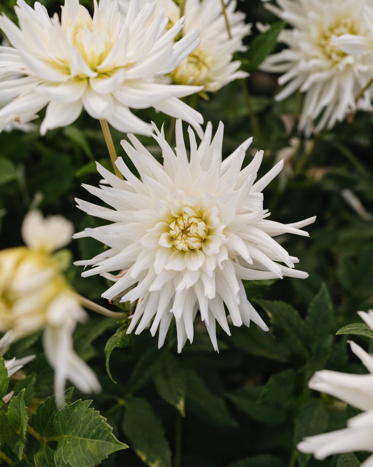 Dahlia My Love in bloei (wit, groengeel hart)