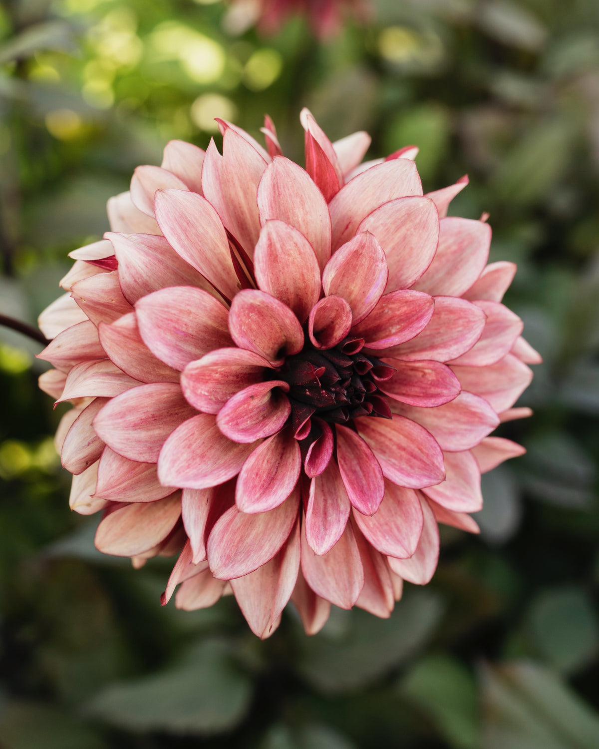Dahlia Night Silence, een van de tien soorten in dahliapakket Kampvuur