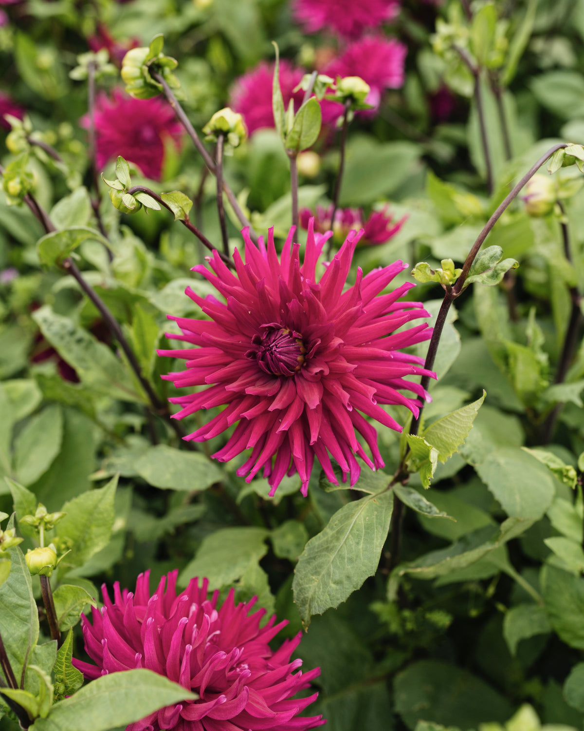 Dahlia Orfeo in bloei (paars)