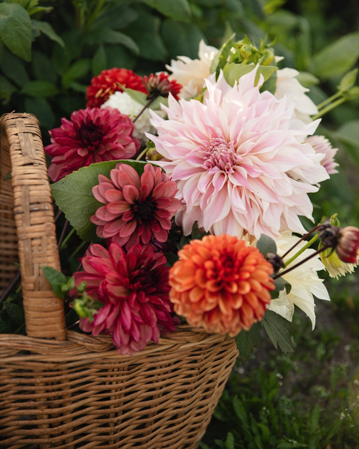 Rieten mand met biologische dahlia's in crème, roze, oranje en rood in het avondlicht: dahliapakket Gouden Uur van De Groene Makers