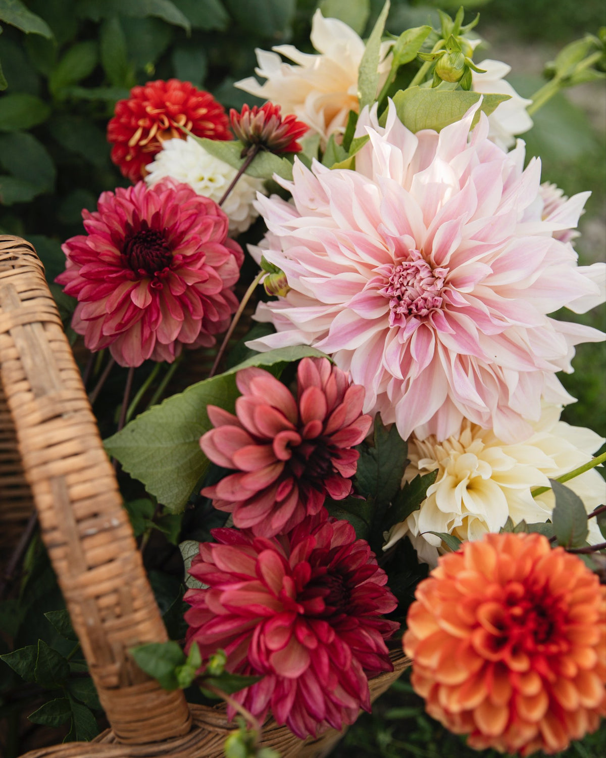 Mand met dahlia's in roze, crème, rood en oranje