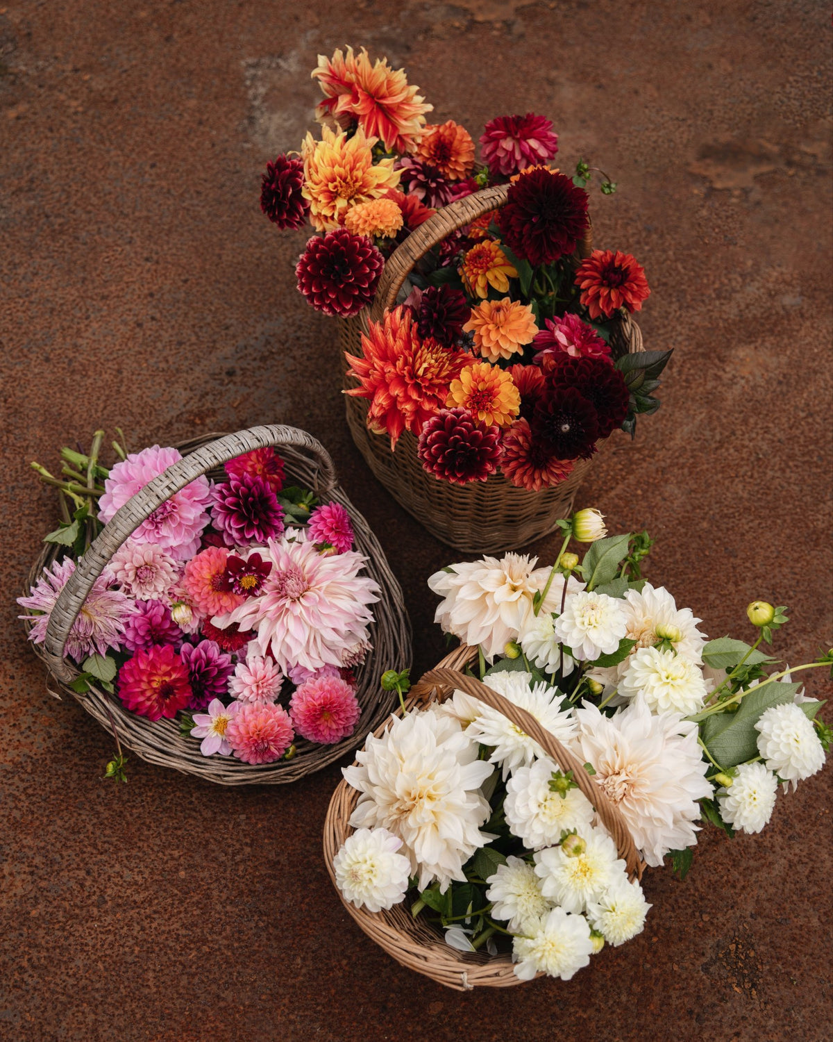 Drie manden vol dahlia's in rood en oranje, roze en wit
