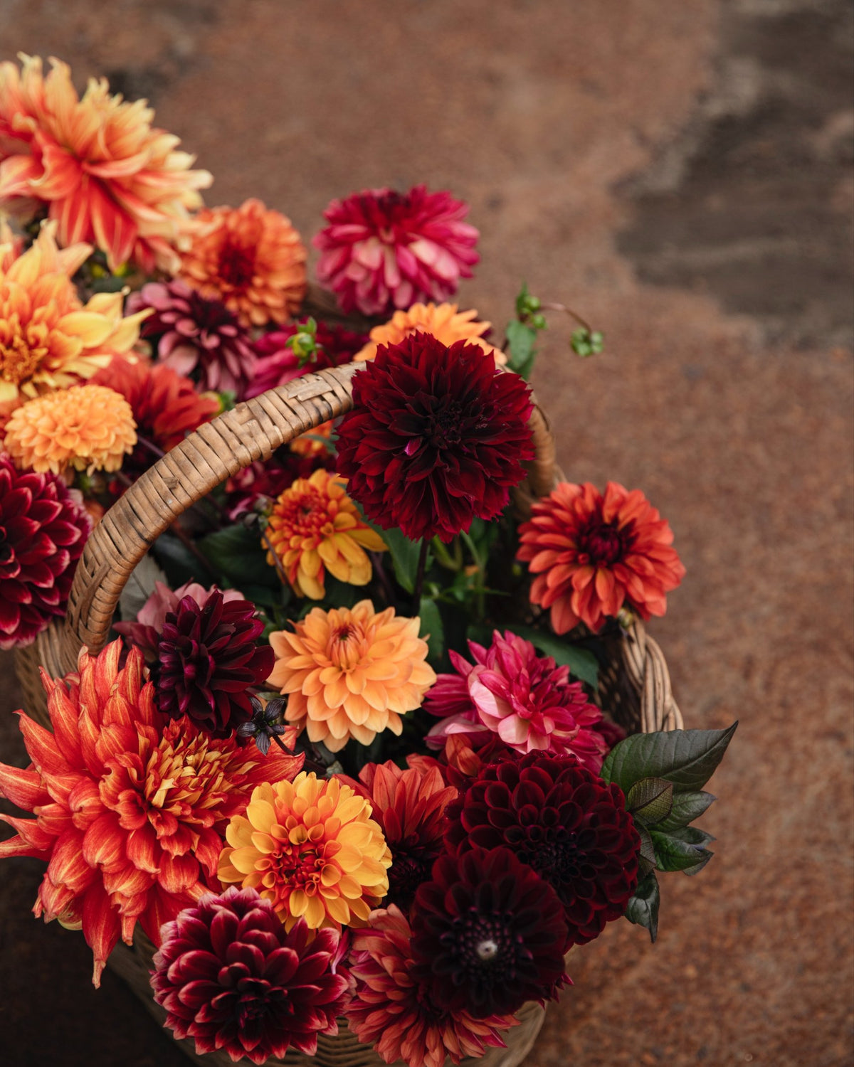 Rieten mand vol biologische dahlia's in oranje, donkerrood en roze: dahliapakket Kampvuur van De Groene Makers