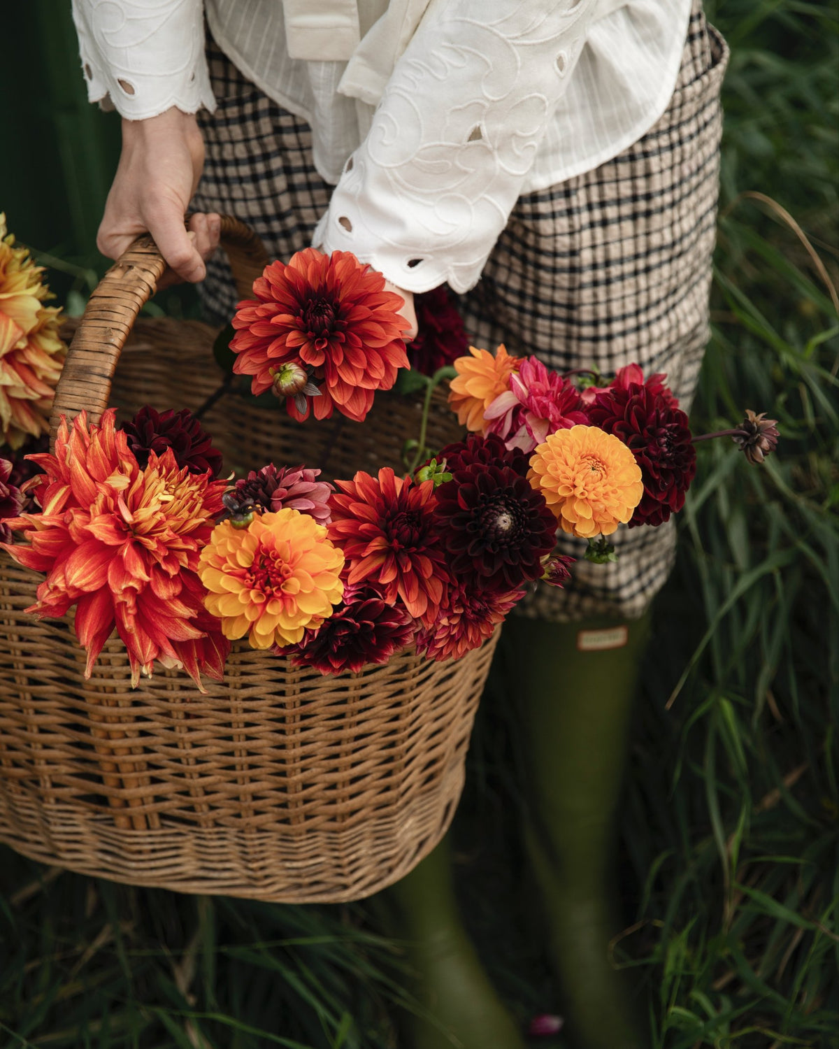 Mand met vers geplukte dahlia's uit dahliapakket Kampvuur wordt door het gras gedragen