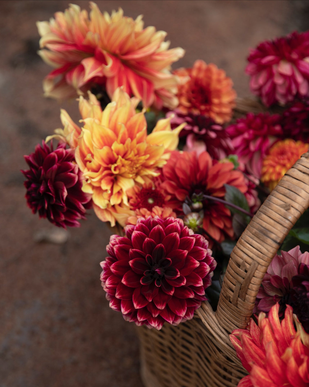 Close-up van oranje en donkerrode dahlia's in een rieten mand, dahliapakket Kampvuur