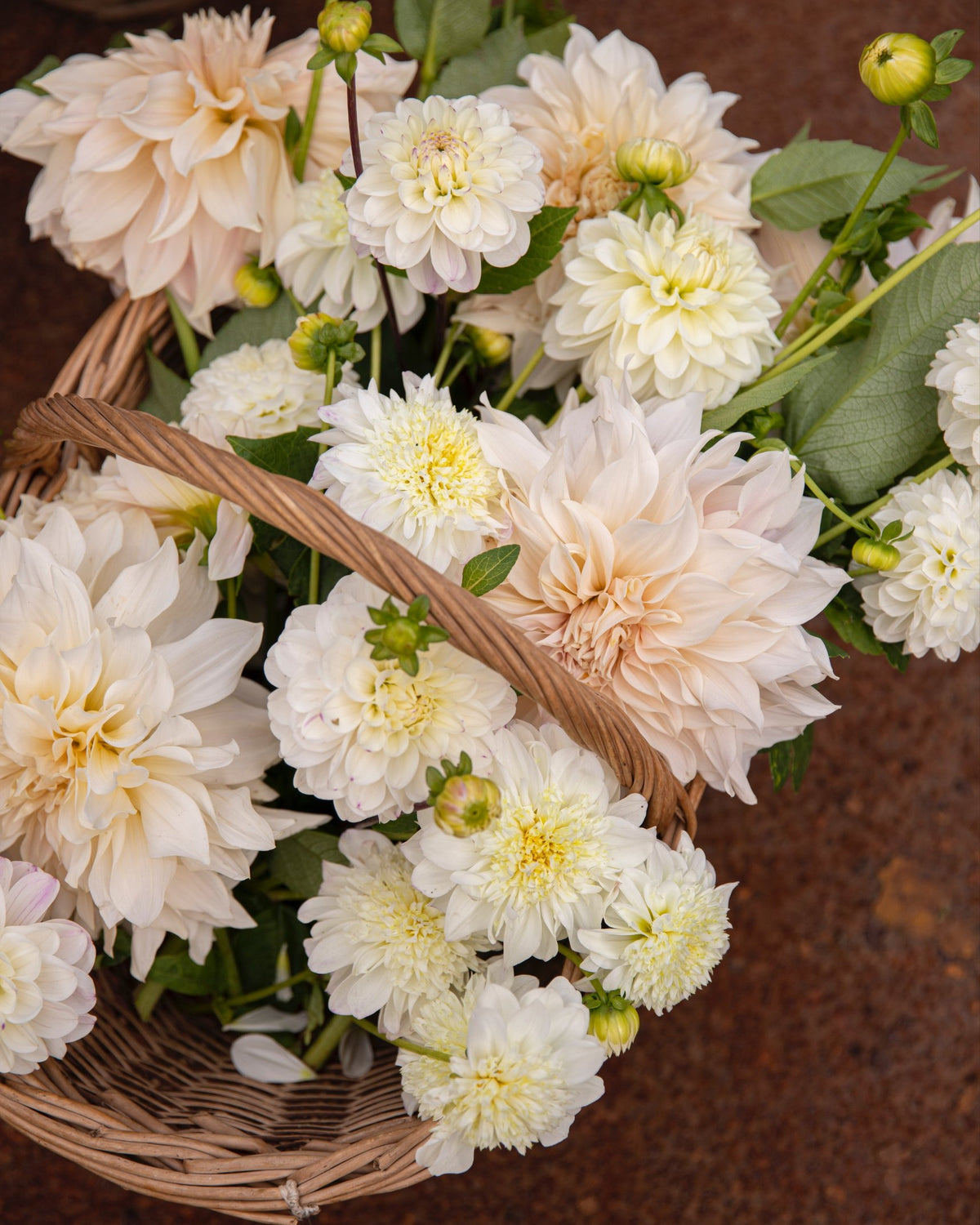 Rieten mand vol witte en crèmekleurige biologische dahlia's: dahliapakket Maanlicht van De Groene Makers