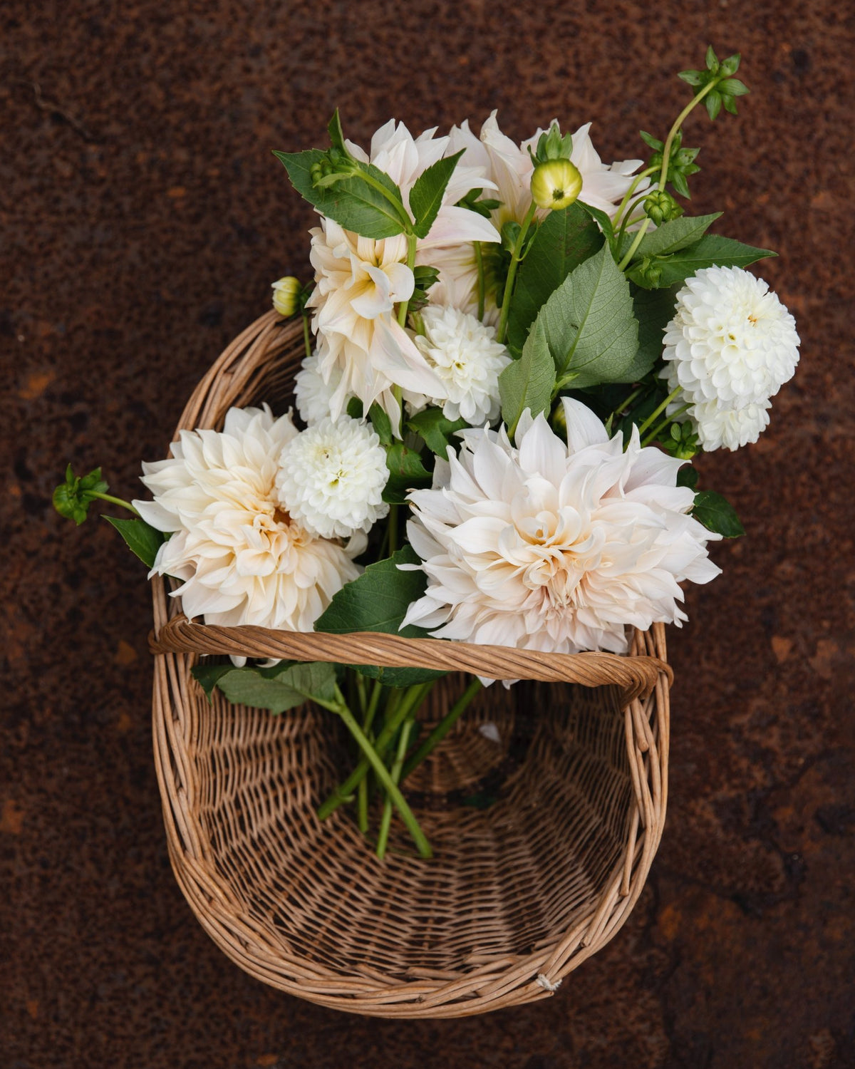 Rieten mand met witte en crème dahlia's van boven gezien, dahliapakket Maanlicht