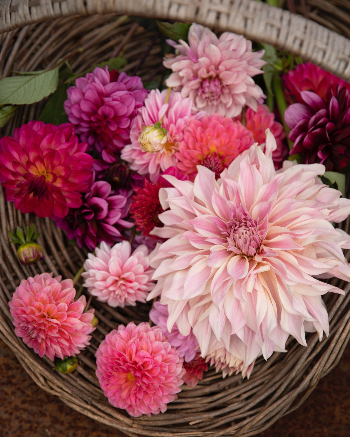 Rieten mand vol roze biologische dahlia's met een grote Café au Lait: dahliapakket Roze Wolk van De Groene Makers