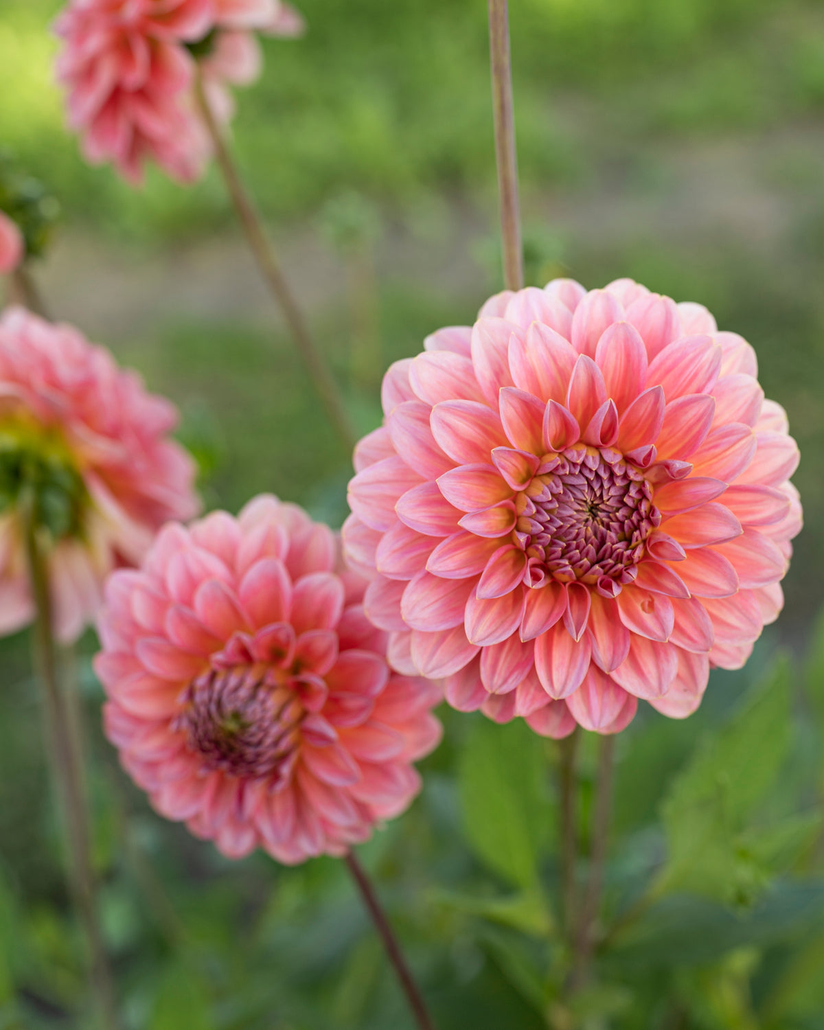 Dahlia Pink Runner in bloei (roze)