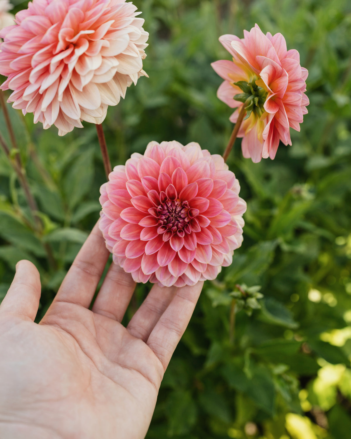 Biologische dahlia Pink Runner van De Groene Makers (roze)