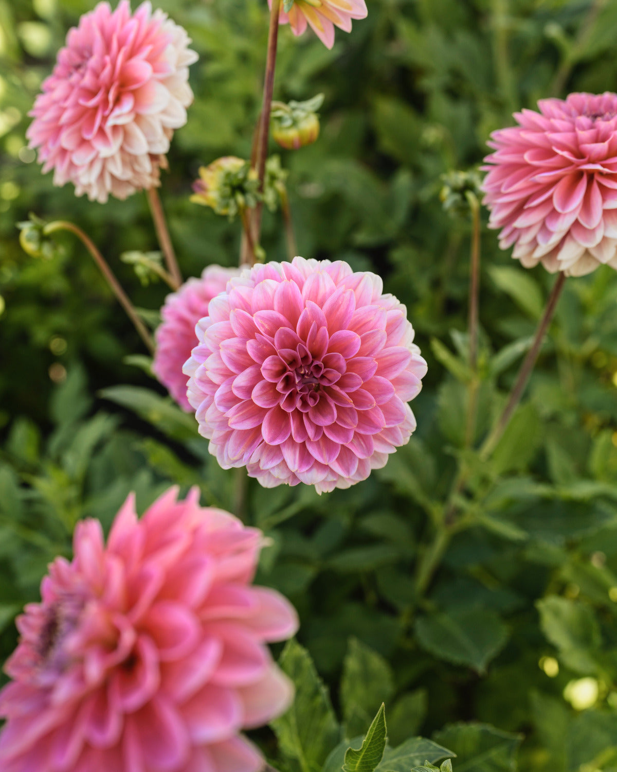 Bloem van dahlia Pink Runner (roze)