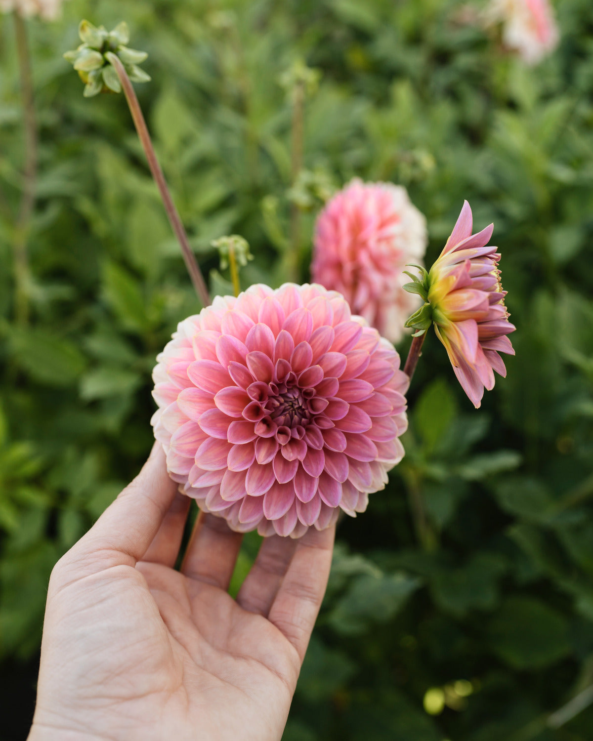 Dahlia Pink Runner op het veld (roze)