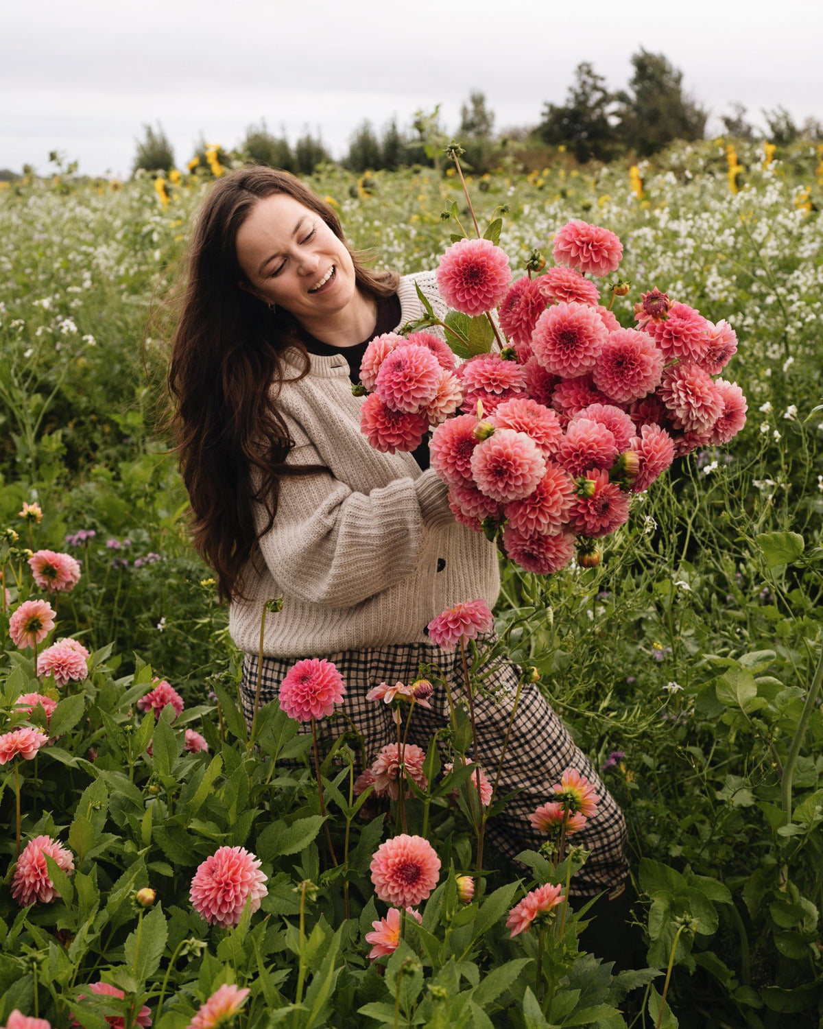 Een arm vol dahlia's Pink Runner op het dahliaveld van De Groene Makers