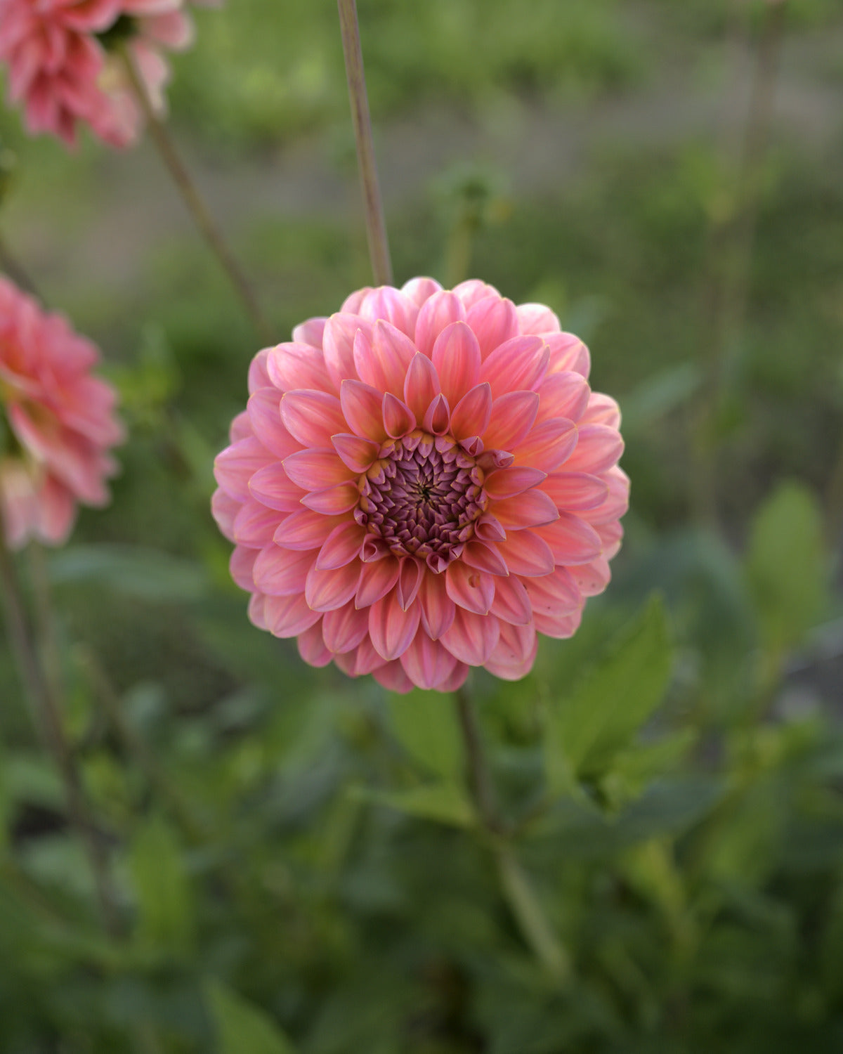 Dahlia Pink Runner, een van de tien soorten in dahliapakket Gouden Uur