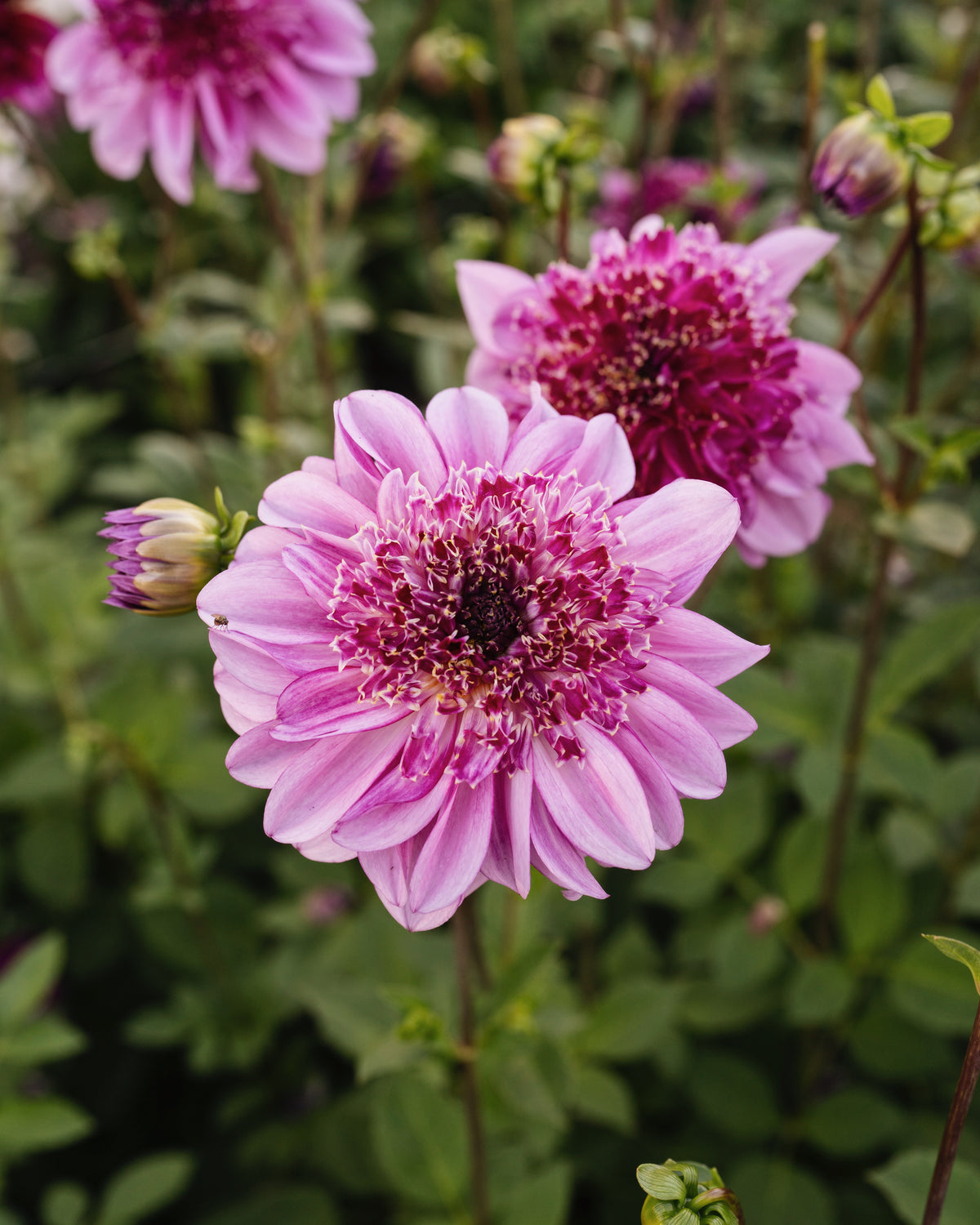 Dahlia Richards Fortune in bloei (lilapaars)